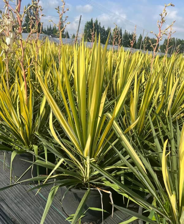 ユッカ:カラーガード(根上がり)3号鉢植え