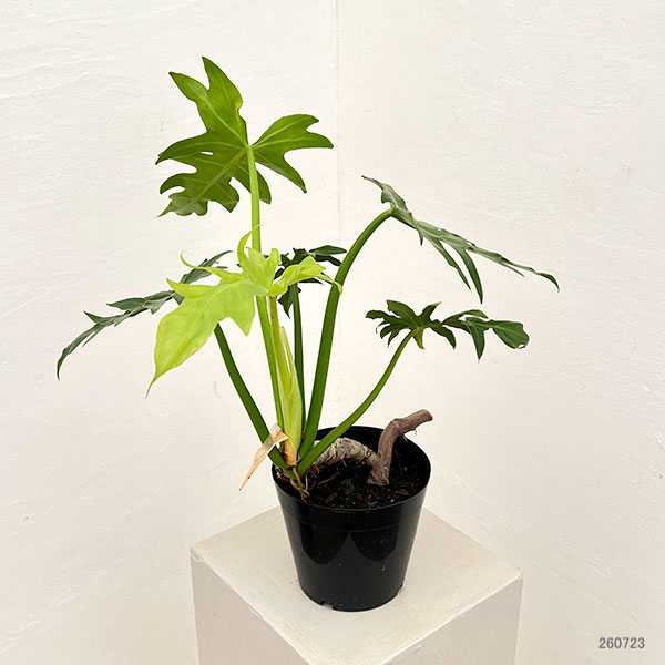 フィロデンドロン:タンゴ(根上り) 5号鉢植え