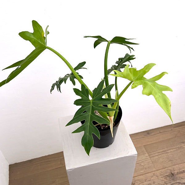 フィロデンドロン:タンゴ(根上り) 5号鉢植え
