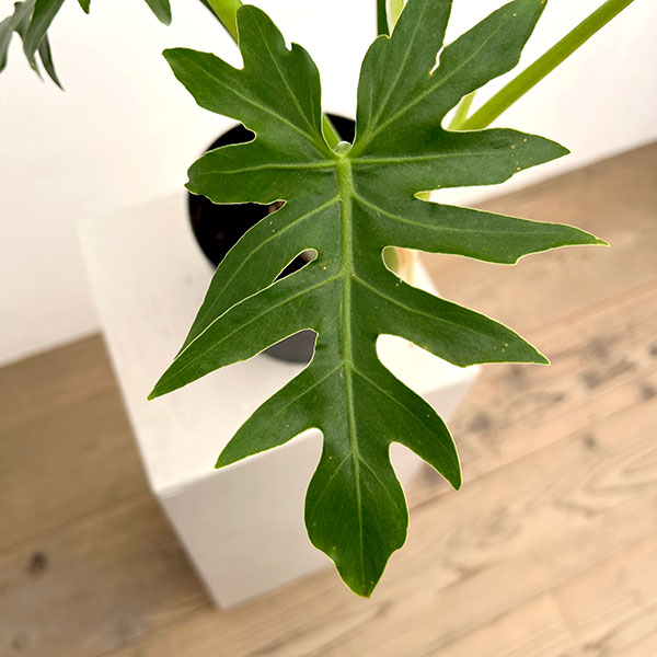 フィロデンドロン:タンゴ(根上り) 5号鉢植え