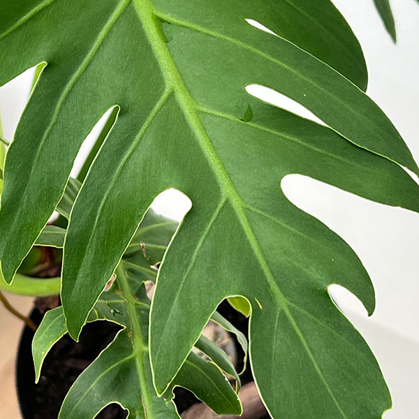 フィロデンドロン:タンゴ(根上り) 5号鉢植え
