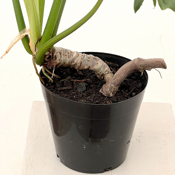 フィロデンドロン:タンゴ(根上り) 5号鉢植え