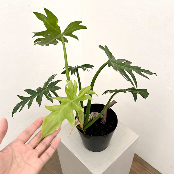 フィロデンドロン:タンゴ(根上り) 5号鉢植え