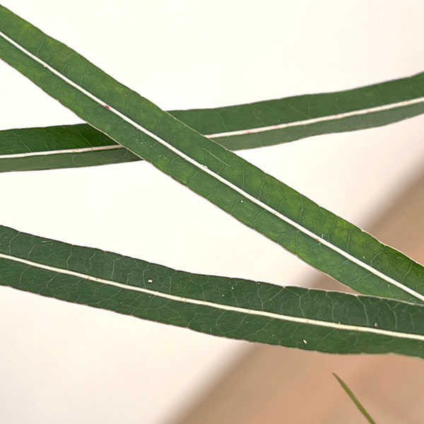 ブラキチトン(ボトルツリー) 5号26-01