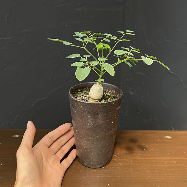 モリンガ:オバリフォリア(実生苗)3号鉢植え26-01