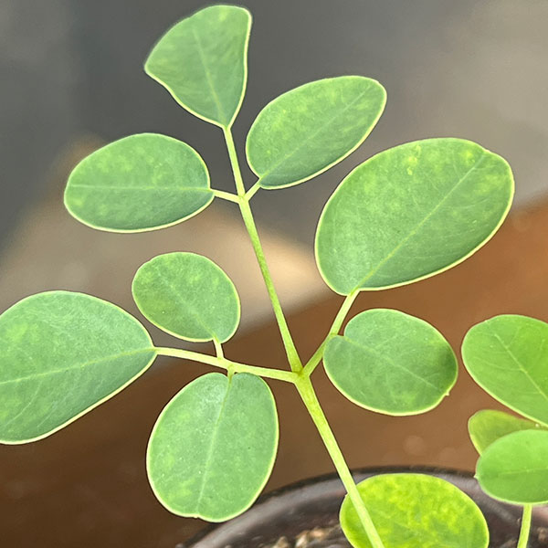 モリンガ：オバリフォリア（実生苗）3号鉢植え26-03