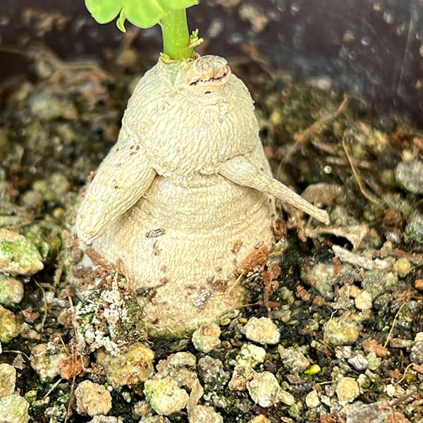 モリンガ：オバリフォリア（実生苗）3号鉢植え26-03