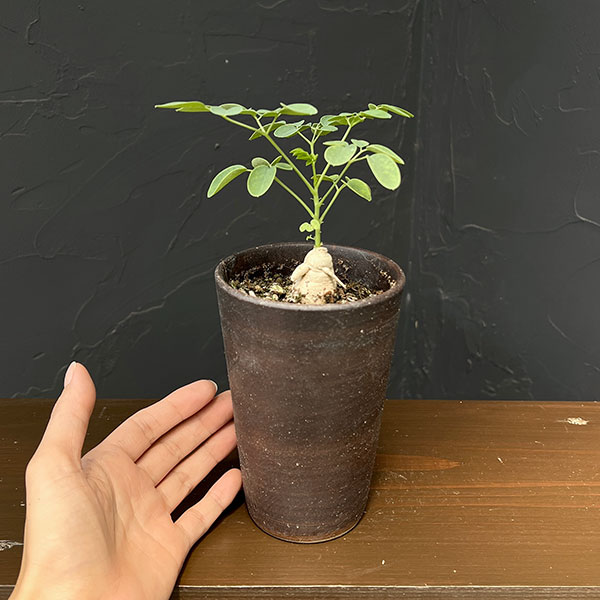 モリンガ：オバリフォリア（実生苗）3号鉢植え26-03