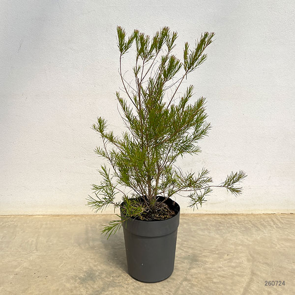 (わけあり特価)メラレウカ:メディカルティーツリー 5号鉢植え*