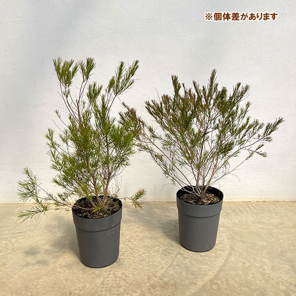 (わけあり特価)メラレウカ:メディカルティーツリー 5号鉢植え*