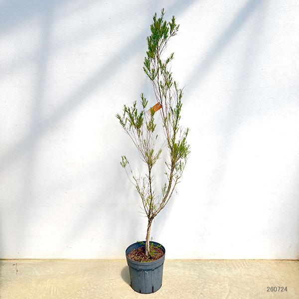 (わけあり特価)メラレウカ:メディカルティーツリー 8号鉢植え*