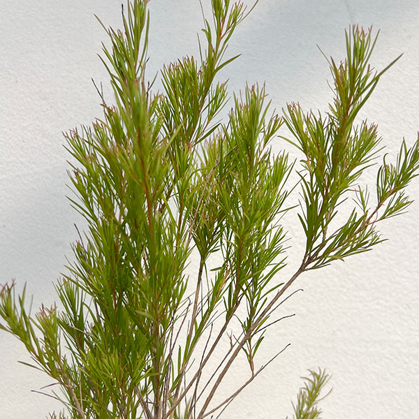 (わけあり特価)メラレウカ:メディカルティーツリー 8号鉢植え*