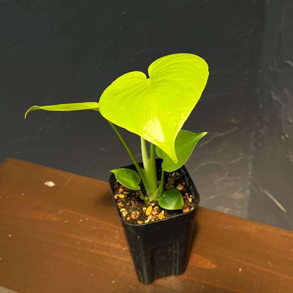 モンステラ:バナナ スーパーゴールド 3号鉢植え26-01