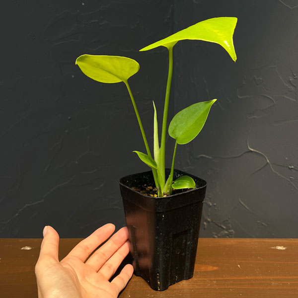 モンステラ:バナナ スーパーゴールド 3号鉢植え26-01