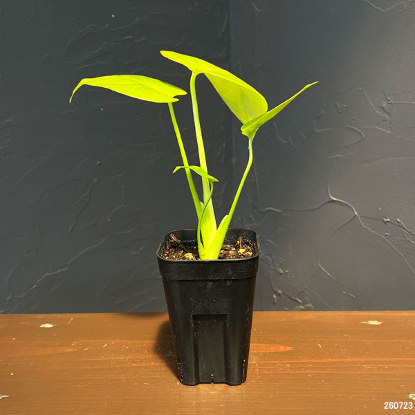 モンステラ:バナナ スーパーゴールド 3号鉢植え26-02
