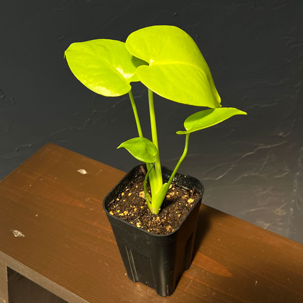 モンステラ:バナナ スーパーゴールド 3号鉢植え26-02