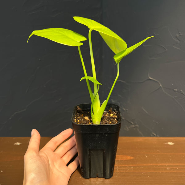 モンステラ:バナナ スーパーゴールド 3号鉢植え26-02