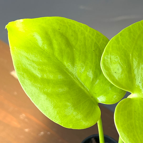 モンステラ:バナナ スーパーゴールド 3号鉢植え26-02