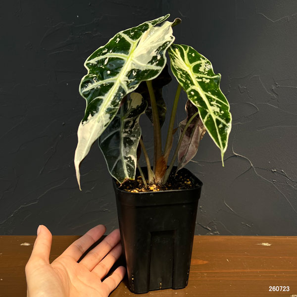 アロカシア:アマゾニカ・ポリー ピンクバリエガータ 3号鉢植え