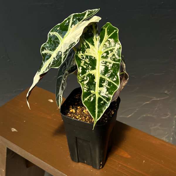 アロカシア:アマゾニカ・ポリー ピンクバリエガータ 3号鉢植え