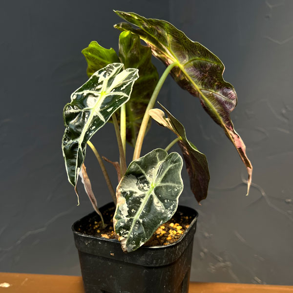 アロカシア:アマゾニカ・ポリー ピンクバリエガータ 3号鉢植え