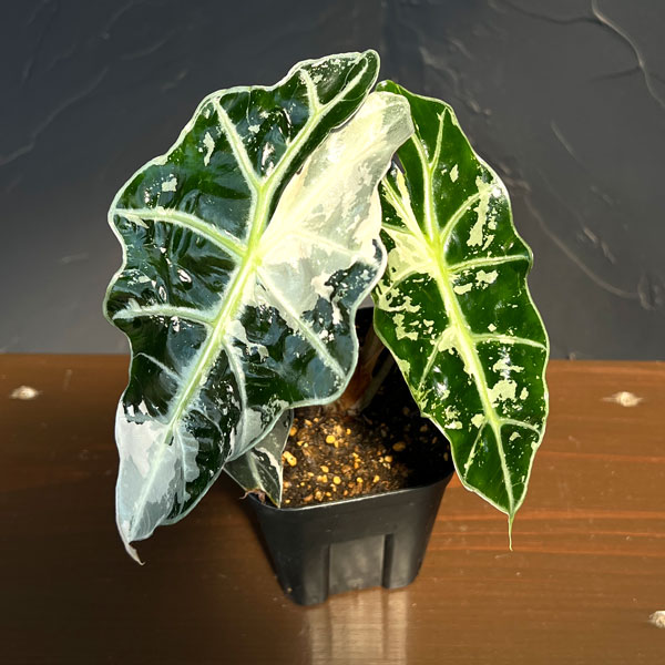 アロカシア:アマゾニカ・ポリー ピンクバリエガータ 3号鉢植え