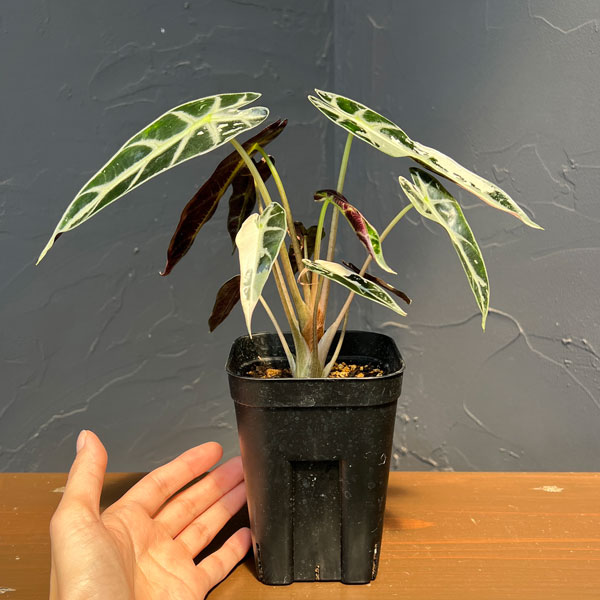 アロカシア:バンビーノ ピンクバリエガータ 3号鉢植え
