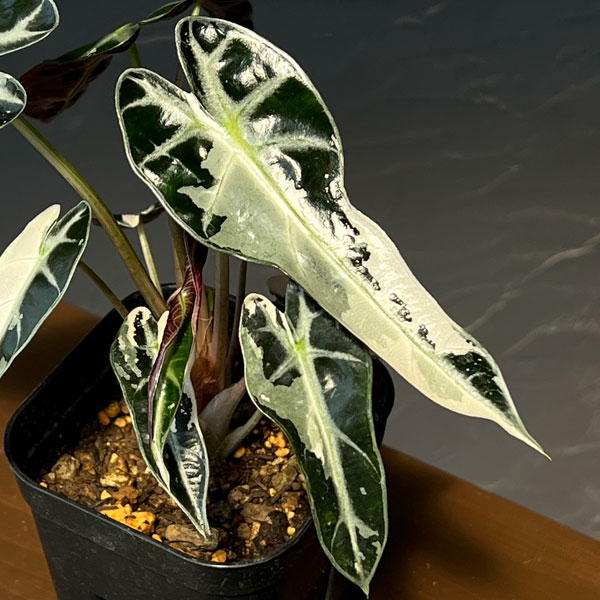 アロカシア:バンビーノ ピンクバリエガータ 3号鉢植え