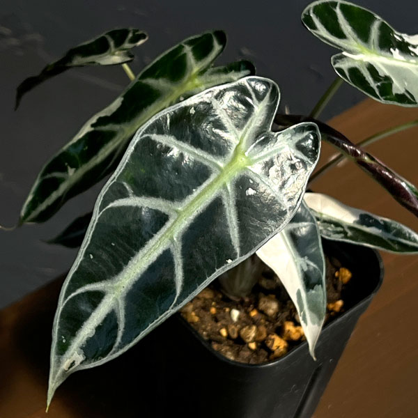 アロカシア:バンビーノ ピンクバリエガータ 3号鉢植え