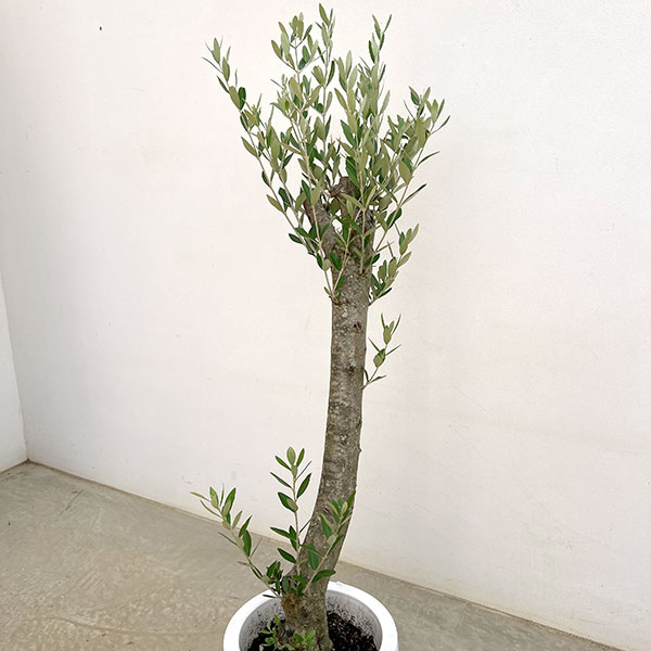 オリーブ:オリーブ ミッション 古木8号鉢植え26-01