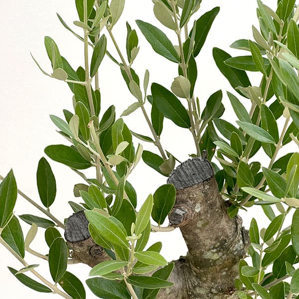 オリーブ:オリーブ ミッション 古木8号鉢植え26-01