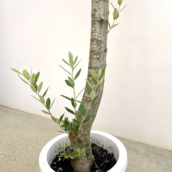 オリーブ:オリーブ ミッション 古木8号鉢植え26-01
