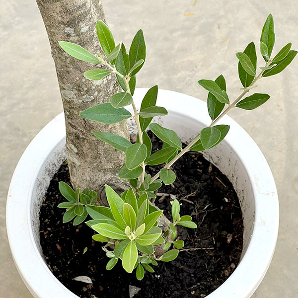 オリーブ:オリーブ ミッション 古木8号鉢植え26-01