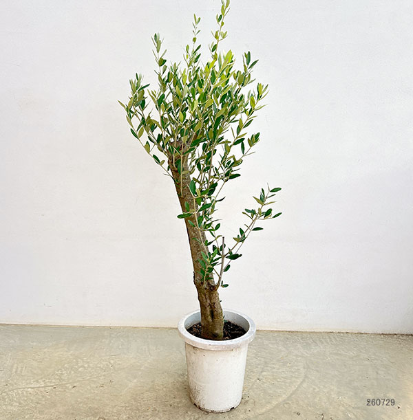 オリーブ:オリーブ ミッション 古木8号鉢植え26-02
