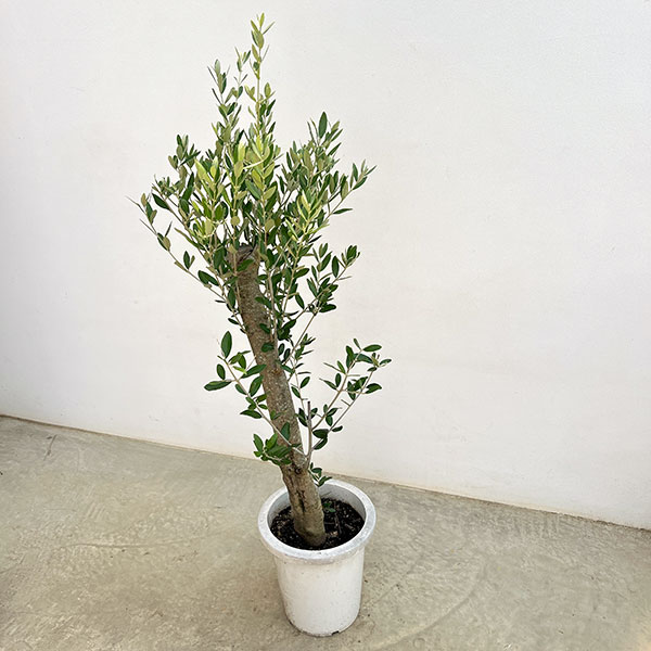 オリーブ:オリーブ ミッション 古木8号鉢植え26-02