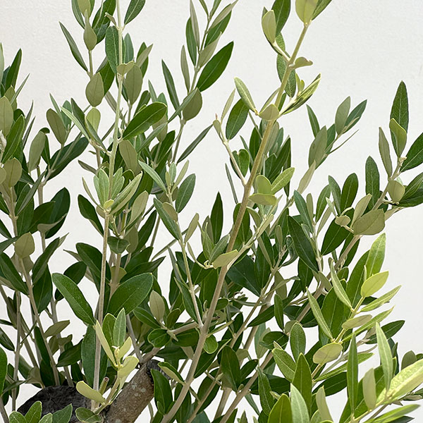 オリーブ:オリーブ ミッション 古木8号鉢植え26-02