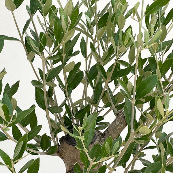 オリーブ:オリーブ ミッション 古木8号鉢植え26-02