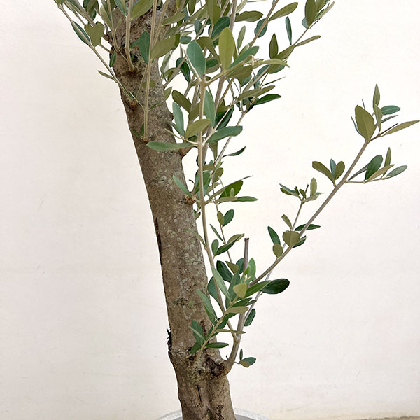 オリーブ:オリーブ ミッション 古木8号鉢植え26-02