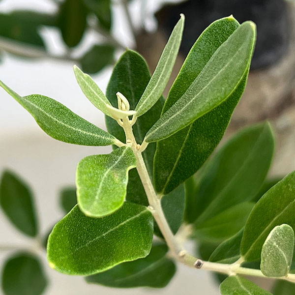 オリーブ:オリーブ ミッション 古木8号鉢植え26-02