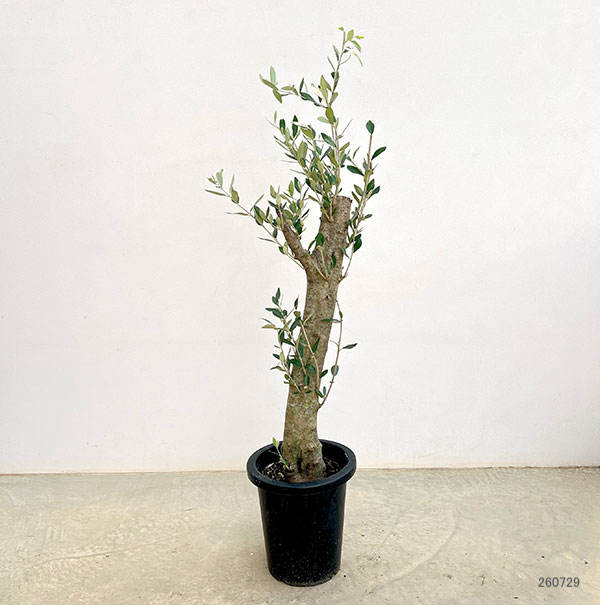 オリーブ:オリーブ ミッション 古木8号鉢植え26-04