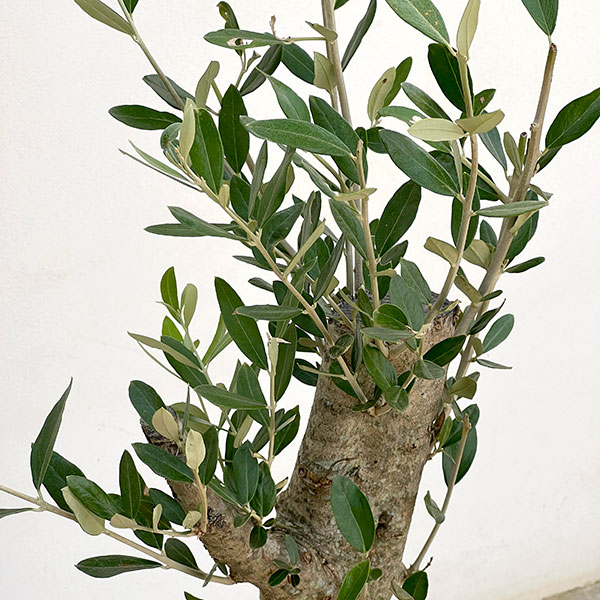 オリーブ:オリーブ ミッション 古木8号鉢植え26-04
