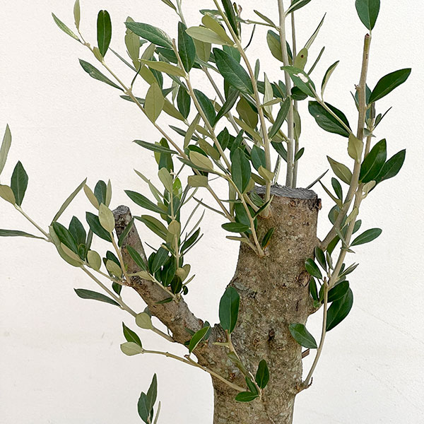 オリーブ:オリーブ ミッション 古木8号鉢植え26-04