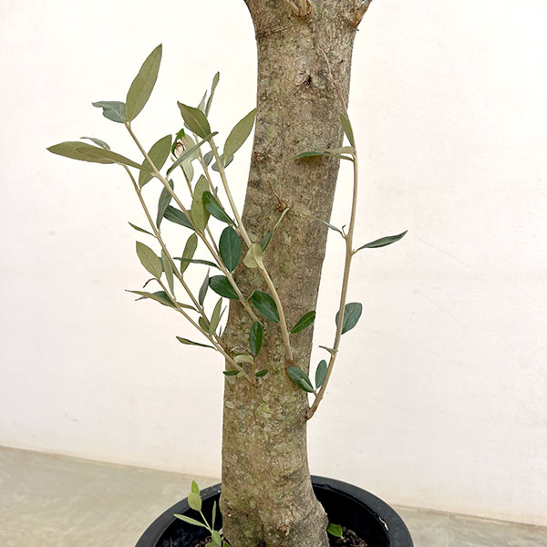 オリーブ:オリーブ ミッション 古木8号鉢植え26-04
