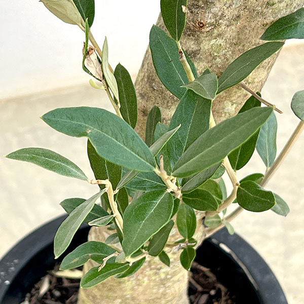 オリーブ:オリーブ ミッション 古木8号鉢植え26-04