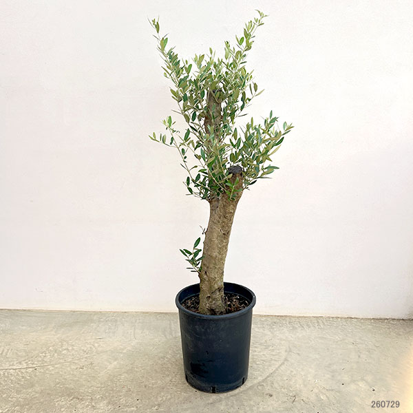 オリーブ:オリーブ ミッション 樹形セレクト古木9号鉢植え26-01
