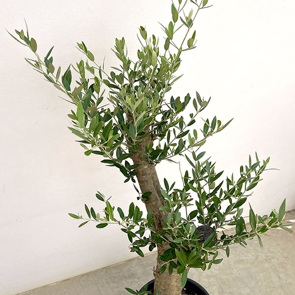 オリーブ:オリーブ ミッション 樹形セレクト古木9号鉢植え26-01