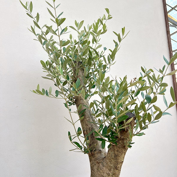 オリーブ:オリーブ ミッション 樹形セレクト古木9号鉢植え26-01
