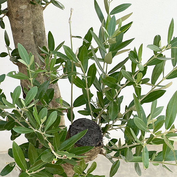 オリーブ:オリーブ ミッション 樹形セレクト古木9号鉢植え26-01