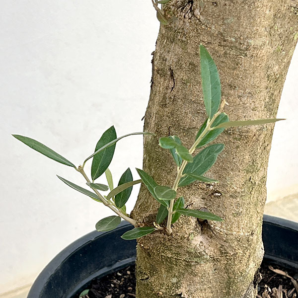 オリーブ:オリーブ ミッション 樹形セレクト古木9号鉢植え26-01
