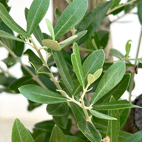 オリーブ:オリーブ ミッション 樹形セレクト古木9号鉢植え26-01